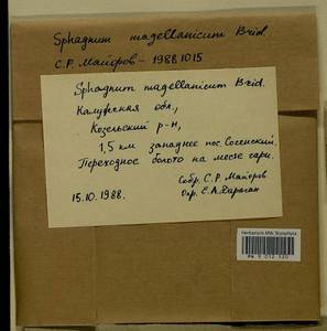 Sphagnum magellanicum Brid., Гербарий мохообразных, Мхи - Центральное Нечерноземье (B6) (Россия)