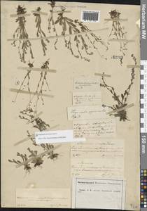 Незабудка прямостоячая Link ex Roem. & Schult., Восточная Европа, Центральный лесостепной район (E6) (Россия)