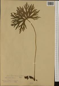 Aconitum lycoctonum subsp. neapolitanum (Ten.) Nyman, Западная Европа (EUR) (Италия)