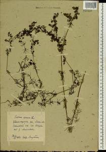 Подмаренник настоящий L., Восточная Европа, Московская область и Москва (E4a) (Россия)
