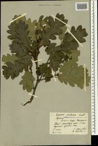 Дуб скальный (Matt.) Liebl., Крым (KRYM) (Россия)