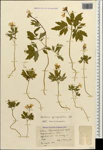 Сердечник пятилистный (M.Bieb.) Schmalh., Кавказ, Черноморское побережье (от Новороссийска до Адлера) (K3) (Россия)