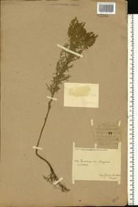 Полынь сизая Pall. ex Willd., Восточная Европа, Восточный район (E10) (Россия)