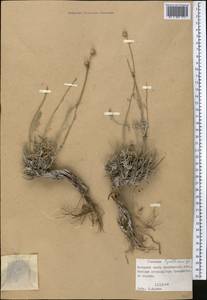 Archanthemis trotzkiana (Claus ex Bunge) Lo Presti & Oberpr., Средняя Азия и Казахстан, Прикаспийский Устюрт и Северное Приаралье (M8) (Казахстан)