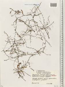 Клюква мелкоплодная (Turcz. ex Rupr.) Schmalh. ex Busch, Восточная Европа, Белоруссия (E3a) (Белоруссия)