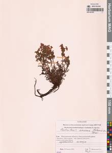 Мытник прелестный Adams ex Steven, Сибирь, Чукотка и Камчатка (S7) (Россия)