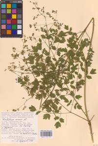 Bасилисник малый L., Восточная Европа, Нижневолжский район (E9) (Россия)