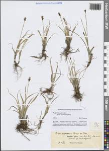 Осока аргунская Turcz. ex Trevir., Сибирь, Алтай и Саяны (S2) (Россия)