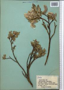 Ива, Средняя Азия и Казахстан, Северный и Центральный Тянь-Шань (M4) (Киргизия)