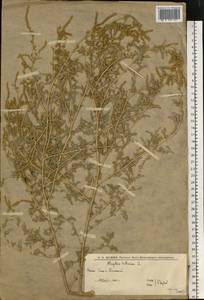 Лебеда татарская L., Восточная Европа, Нижневолжский район (E9) (Россия)