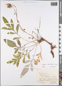 Псефеллюс Маршалла (Spreng.) K.Koch, Восточная Европа, Центральный лесостепной район (E6) (Россия)