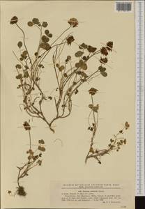 Trifolium pallescens Schreb., Западная Европа (EUR) (Румыния)