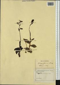 Ophrys fusca Link, Западная Европа (EUR) (Неизвестно)