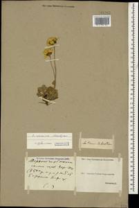 Archanthemis marschalliana subsp. pectinata (Boiss.) Lo Presti & Oberpr., Кавказ, Грузия (K4) (Грузия)