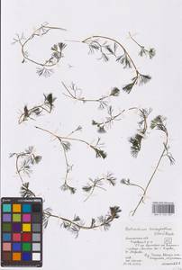 Лютик волосолистный, Шелковник волосолистный Chaix, Восточная Европа, Центральный район (E4) (Россия)