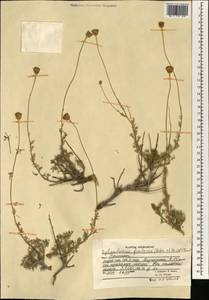 Xylanthemum fisherae (Aitch. & Hemsl.) Tzvelev, Зарубежная Азия (ASIA) (Афганистан)