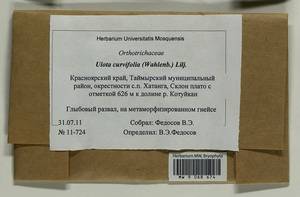 Ulota curvifolia (Wahlenb.) Sw., Гербарий мохообразных, Мхи - Красноярский край, Тыва и Хакасия (B17) (Россия)