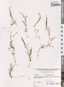 Рдест сибирский A.Benn., Сибирь, Чукотка и Камчатка (S7) (Россия)