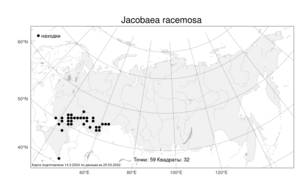 Jacobaea racemosa (M. Bieb.) Pelser, Атлас флоры России (FLORUS) (Россия)