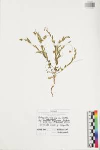 Истод сибирский L., Восточная Европа, Центральный район (E4) (Россия)