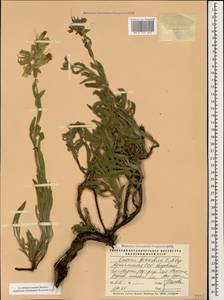 Onosma gehardica T. N. Popova, Кавказ, Армения (K5) (Армения)