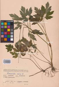 Лютик ползучий L., Восточная Европа, Западный район (E3) (Россия)