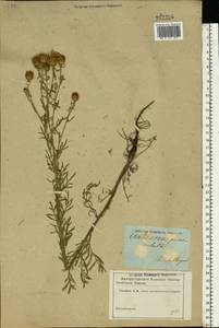 Centaurea stoebe subsp. stoebe, Восточная Европа, Южно-Украинский район (E12) (Украина)