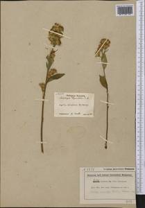 Solidago macrophylla Banks ex Pursh, Америка (AMER) (Канада)