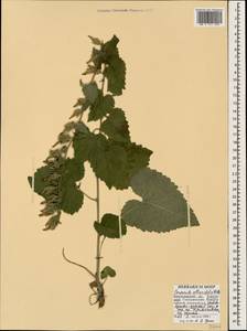 Колокольчик чесночннцелистный Willd., Кавказ, Краснодарский край и Адыгея (K1a) (Россия)