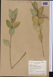 Asclepias ovalifolia Decne., Америка (AMER) (Канада)