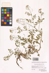 Жеруха лекарственная W.T.Aiton, Восточная Европа, Западный район (E3) (Россия)