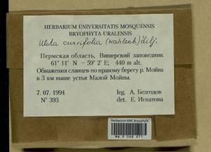 Ulota curvifolia (Wahlenb.) Sw., Гербарий мохообразных, Мхи - Пермский край, Удмуртия, Свердловская и Кировская области (B8) (Россия)