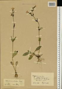 Silene dioica subsp. dioica, Восточная Европа, Северный район (E1) (Россия)