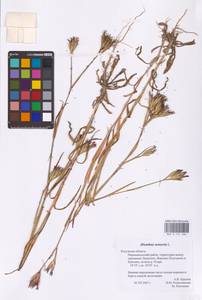 Гвоздика армериевидная L., Восточная Европа, Центральный район (E4) (Россия)