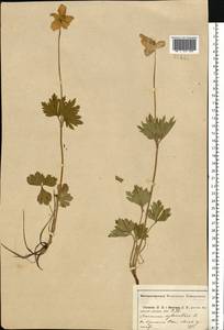 Ветреница лесная L., Восточная Европа, Центральный район (E4) (Россия)