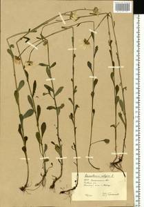 Нивяник обыкновенный, Поповник Lam., Восточная Европа, Западно-Украинский район (E13) (Украина)