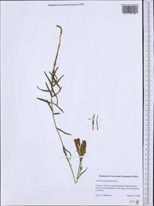 Горечавка легочная L., Западная Европа (EUR) (Германия)