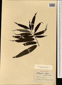 Debregeasia edulis (Siebold & Zucc.) Wedd., Зарубежная Азия (ASIA) (Япония)