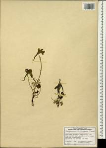 Delphinium likiangense Franch., Зарубежная Азия (ASIA) (КНР)