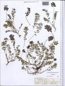 Остролодочник, Средняя Азия и Казахстан, Северный и Центральный Тянь-Шань (M4) (Киргизия)