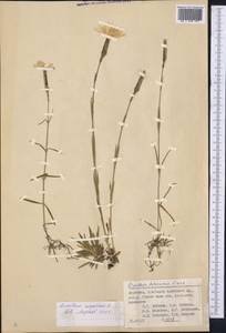 Гвоздика пышная L., Средняя Азия и Казахстан, Памир и Памиро-Алай (M2) (Киргизия)