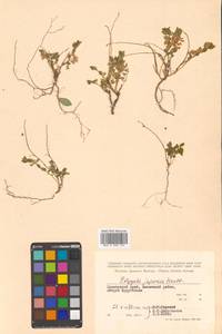 Истод японский Houtt., Сибирь, Дальний Восток (S6) (Россия)