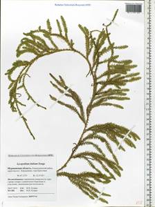 Spinulum annotinum subsp. alpestre (Hartm.) Uotila, Восточная Европа, Северный район (E1) (Россия)