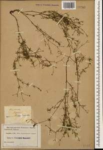 Cynanchica supina subsp. supina, Кавказ (без точных местонахождений) (K0)
