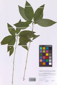 Пролесник многолетний L., Восточная Европа, Московская область и Москва (E4a) (Россия)