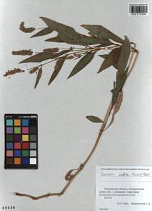 Persicaria lapathifolia subsp. pallida (With.) S. Ekman & Knutsson, Сибирь, Алтай и Саяны (S2) (Россия)