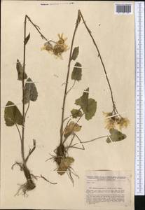 Vickifunkia narynensis (C. Winkl.) C. Ren, L. Wang, I. D. Illar. & Q. E. Yang, Средняя Азия и Казахстан, Джунгарский Алатау и Тарбагатай (M5) (Казахстан)