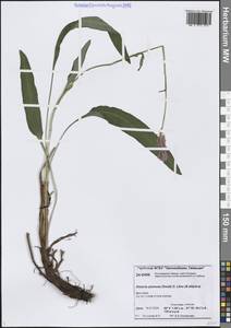 Змеевик перистый (Small) Greene, Сибирь, Центральная Сибирь (S3) (Россия)