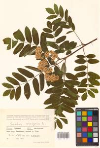 Рябина обыкновенная L., Восточная Европа, Средневолжский район (E8) (Россия)