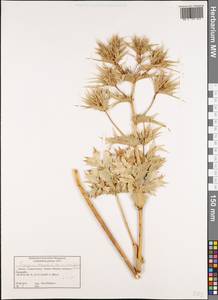 Синеголовник равнинный L., Западная Европа (EUR) (Греция)